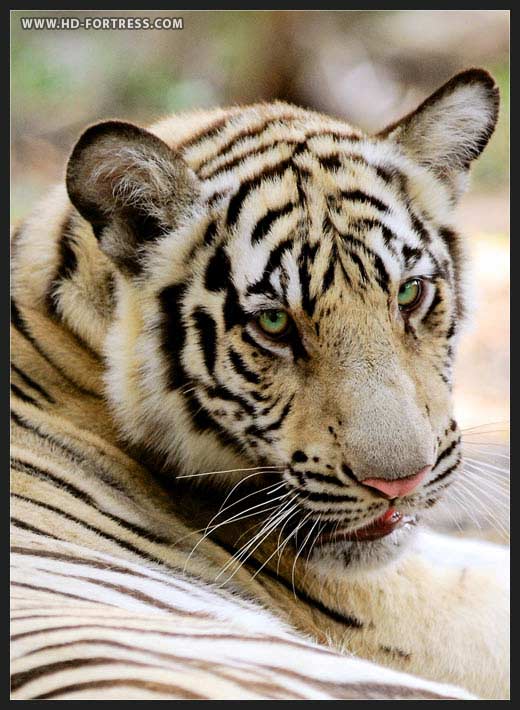 Randis Albion. White Tiger.