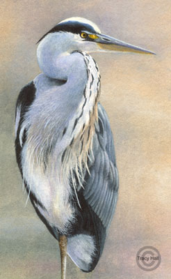 Tracy Hall. Grey heron.