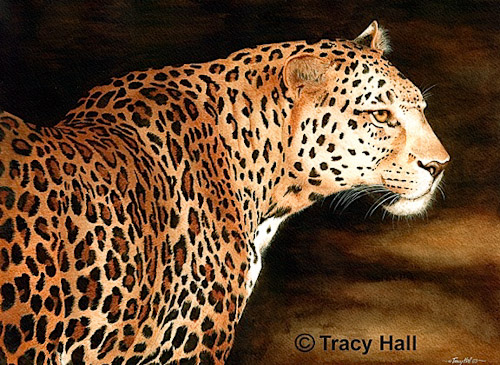 Tracy Hall. Африканский леопард.