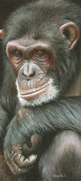 Tracy Hall. Шимпанзе.