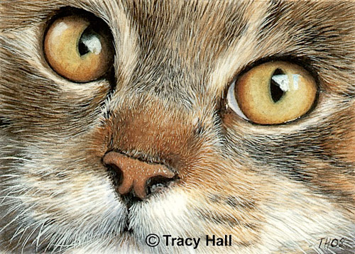 Tracy Hall. Глаза кошки.